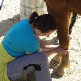 manuelle Lymphdrainage zusätzlich zur Tiermassage für Pferde und Hunde