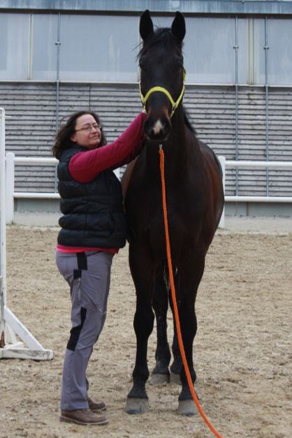 Massage des Bindegewebes am Hals | Bindegewebsmassage für Pferde und Hunde