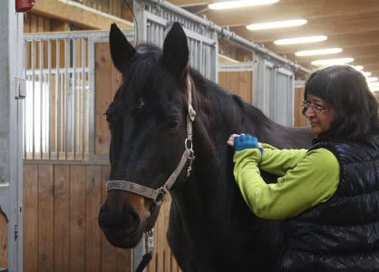 Basisbehandlung | manuelle Lymphdrainage für Pferde und Hunde