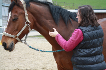 Friktion der oberen Halsmuskulatur | Tiermassage für Pferde und Hunde