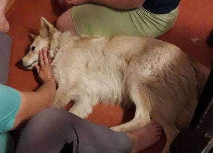 Lymphdrainage am Hund mit Vertrauensperson | manuelle Lymphdrainage für Pferde und Hunde
