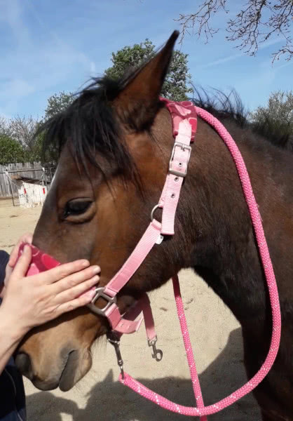 Drainagegriff am Kopf des Pferdes | manuelle Lymphdrainage für Pferde und Hunde