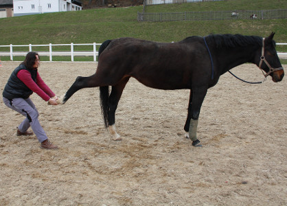 Passive Dehnungsübung an der Hinterhand | Bewegungsübungen für Pferde und Hunde