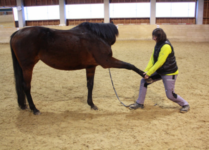 Passive Dehnungsübung an der Vorderhand | Bewegungsübungen für Pferde und Hunde