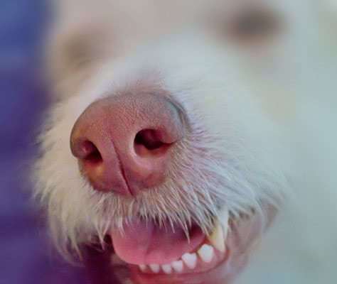 Bild einer Hundenase - Hunde haben eienen guten Geruchssinn