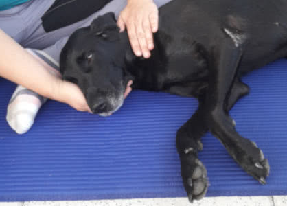 Basisbehandlung beim Hund | manuelle Lymphdrainage für Pferde und Hunde