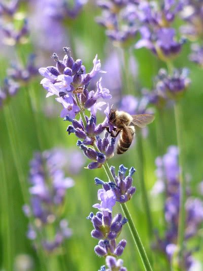 Lavendelblüte mit Bienenbesuch | Aromapraxis für Pferde und Hunde