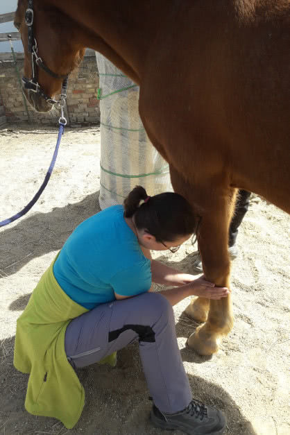 Ringgriff am Fesselbein | manuelle Lymphdrainage für Pferde und Hunde